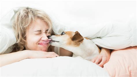 Exactly How Gross Are Dog Kisses
