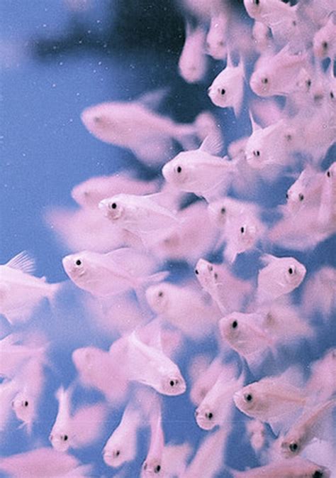 One Fish Two Fish Pink Fish Blue Fish Fish Background Pink Fish