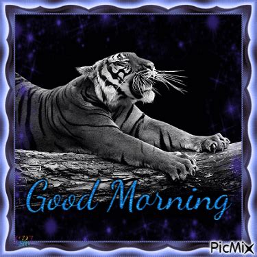 Good Morning Tiger Free Animated GIF PicMix
