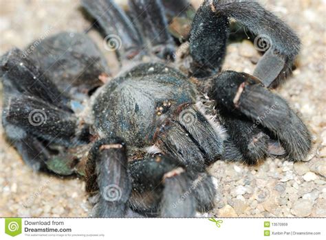 Poison Spider Royalty Free Stock Images Image 13570959