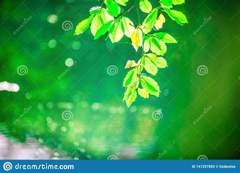 Nature View Of Green Leaf On Blurred Greenery Background Stock Image