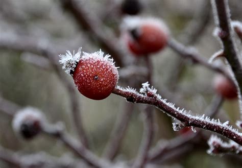 Images Gratuites Arbre La Nature Branche Fleur Neige Du Froid