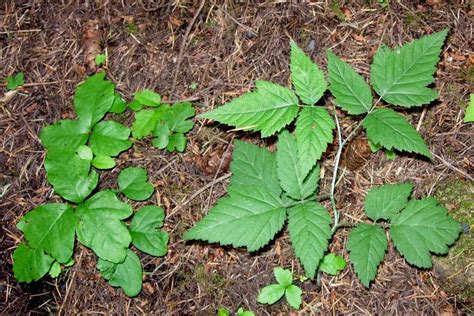 How Do You Know If That Plant Is Poison Oak