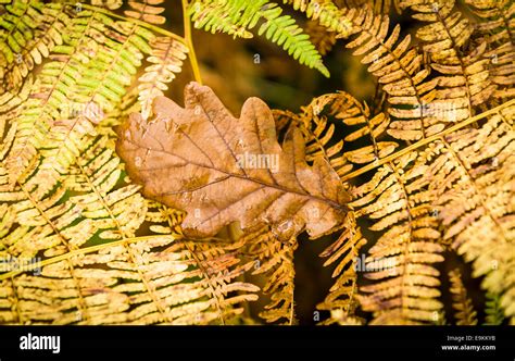 Yellowing Fern Leaf Hi Res Stock Photography And Images Alamy