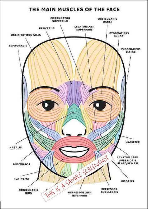 Facial Muscles And Their Functions Guide Printable Instant Download