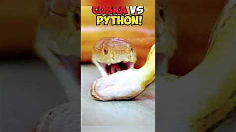 Cobra Vs Python Snake Fight 😲😲 Youtube