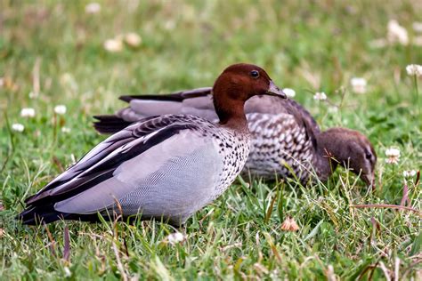 Australian Wood Duck 1 Free Photo Download Freeimages