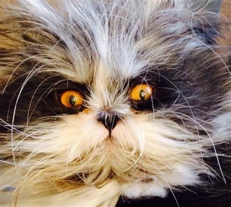 40 Scary And Funny Cat Pictures Tail And Fur