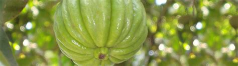 29 things you didn t know about garcinia cambogia