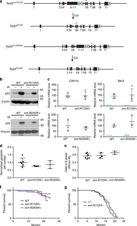 Somatic Trp53 Mutations Differentially Drive Breast Cancer And