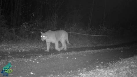 Cougar Spotted Roaming Northern Minnesota In Rare Video The Kansas