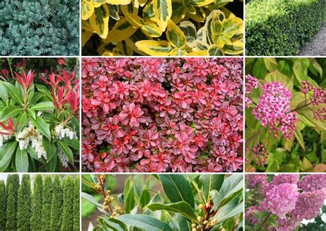 9 Tipos De Arbustos Y Sus Características Y Cuidados