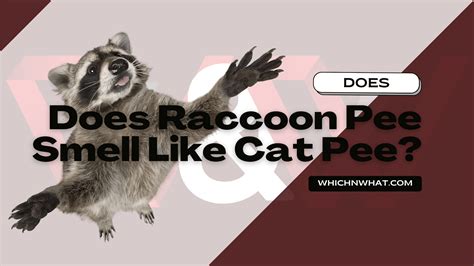 Does Raccoon Pee Smell Like Cat Pee Explained Which And What