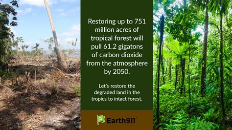 Lets Restore The Forests To Remove Co2