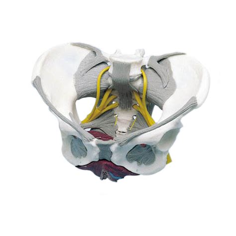 Female Pelvis Model With Ligaments Nerves And Pelvic Floor Health