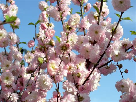 Flowering Almond Tree For Sale Canada How To Plant Grow And Care For