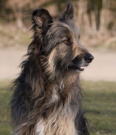 Irish Wolfhound Mix Puppies 13 Irish Wolfhound Mix Breeds The Popular