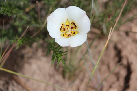 Sego Lily National Flower Of Utah Photo