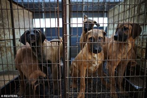 South Korea Passes Bill To Ban Consumption Of Dog Meat