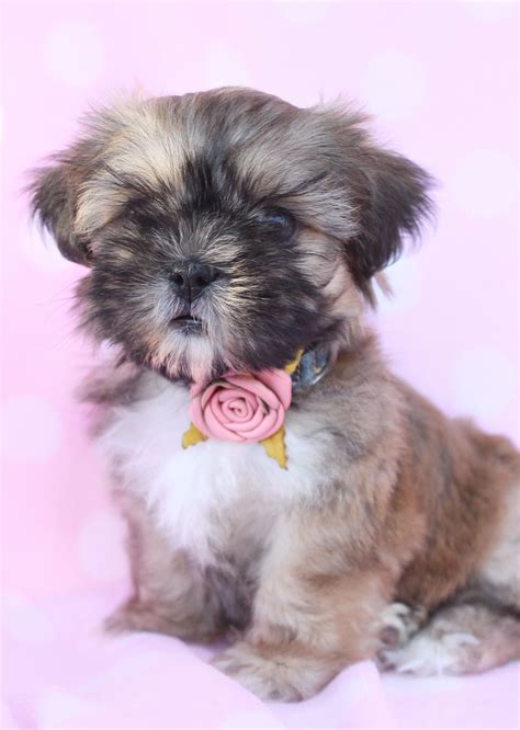 Shih Tzu Puppies For Sale South Florida Shih Tzu Puppy Cute Baby