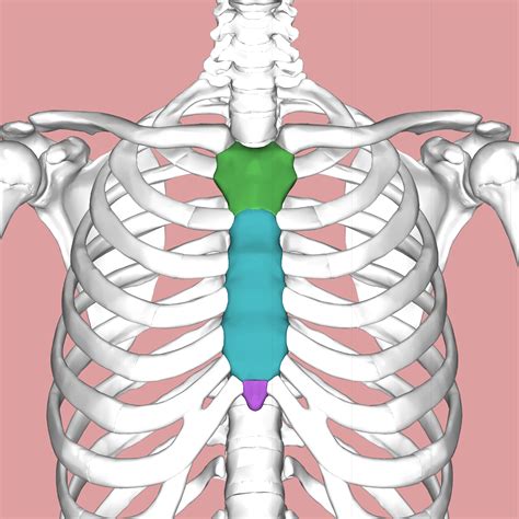 The chest can be split into two parts; Sternum - Wikipedia
