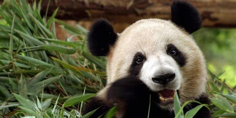 7 Live Panda Cams From Around The World 2022 Bird Watching Hq