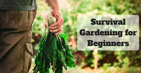 Survival Gardening For Beginners Prepare With Foresight