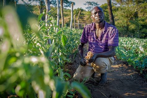 Zambia Four Farming Families Fight Long Term Drought World Vision