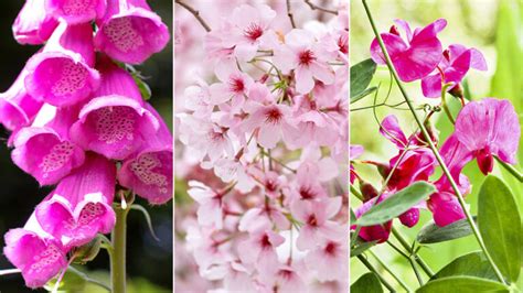 25 Types Of Pink Flowers 1800flowers Petal Talk