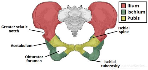 The Hip Bone Ilium Ischium Pubis Teachmeanatomy