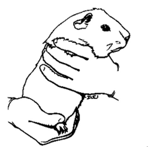 Meerschweinchen Malvorlagen - Malvorlagen1001.de
