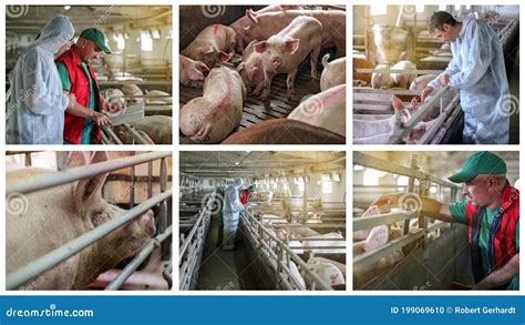 Intensive Pig Farming Photos Free And Royalty Free Stock Photos From