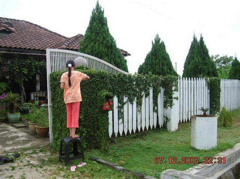 Video aku manage pokok pagar rumah aku menggunakan peralatan manual (gunting pokok besar) dan angle grinder saw.masa yg diambil adalah selama dua. dari jendela che dai...: Landskap : Pokok Menjalar di ...