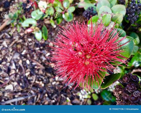 Red Pohutukawa Flower With Waterdrop After Rainy Day Stock Photo