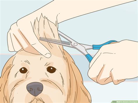 How Often Do You Need To Groom A Cockapoo