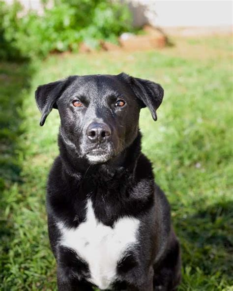 Everything You Need To Know About The Border Collie Lab Mix K9 Web