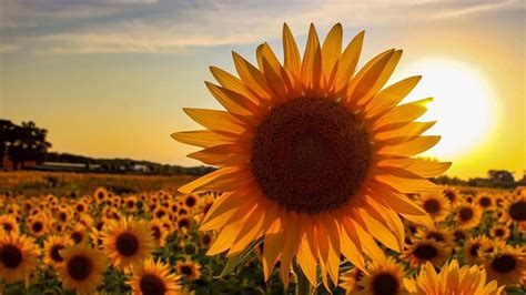 For the best, freshest flowers, best flowers worldwide has exactly what you're looking for. A blooming 2020: Farmer plants 2 million sunflowers | Buzz