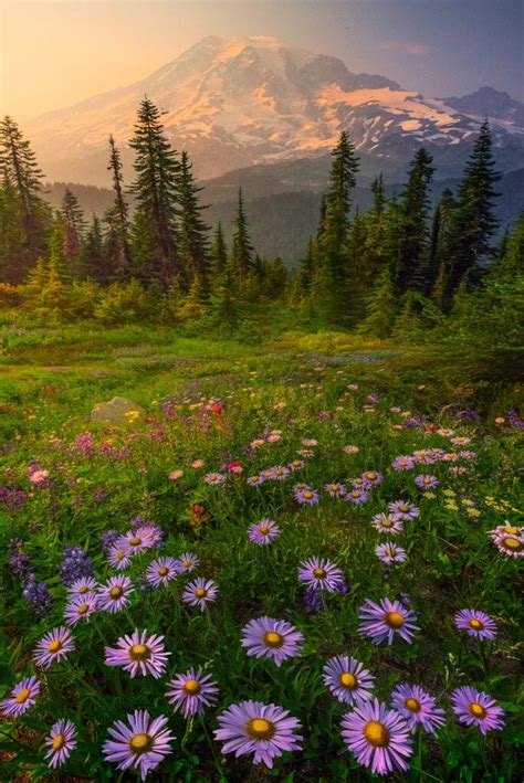 Tips And Tricks For Successful Wildflower Photography Action Photo Tours