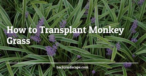 How To Transplant Monkey Grass