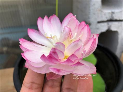 23 Fairy Lady Lotus Lovely Pink Micro Lotus Bergen Water Gardens