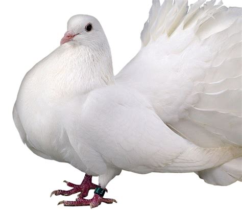 Pigeon Paon Blanc La Ferme De Beaumont Les Pigeons