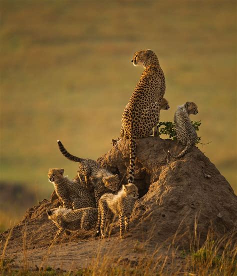 Endangered Cheetahs Snapped In Award Winning Photos Cheetahs Pretty