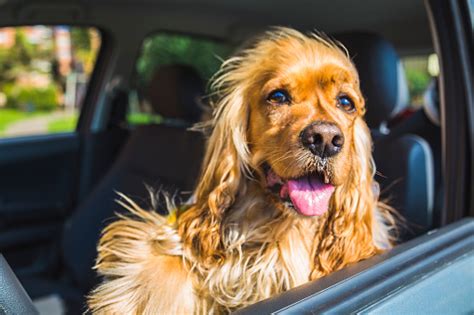 Dog Driving A Car Stock Photo Download Image Now Istock
