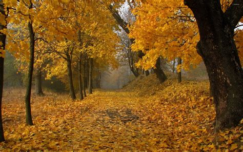Path Through The Autumn Forest Wallpaper Nature Wallpapers 35455