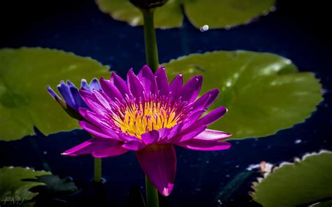 1920x1200 1920x1200 Beautiful Pictures Of Water Lily Coolwallpapersme