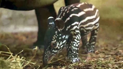 Watch Today Excerpt Baby Boom At Zoo Offers New Hope To Endangered