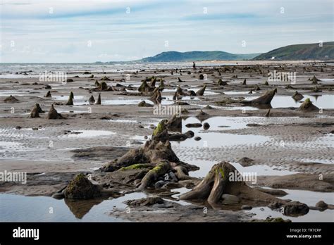 Remains Of The Ancient Sunken Forest Revealed At Borth Ceredigion