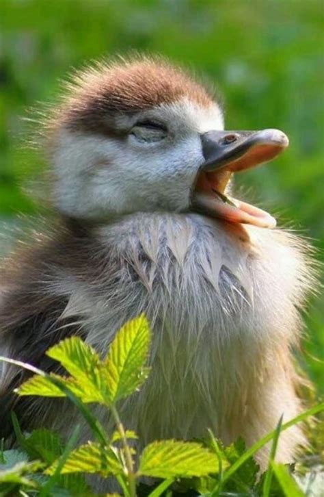 60 Cute Baby Duck Pictures To Make You Say A