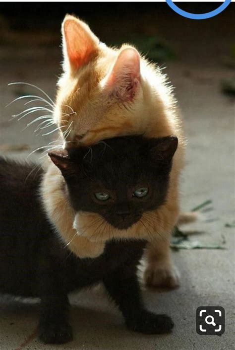 These Two Cats Hugging Aww