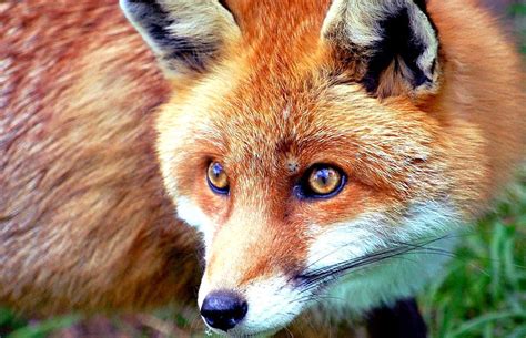 Free Download Red Fox Wallpapers 1273x821 For Your Desktop Mobile